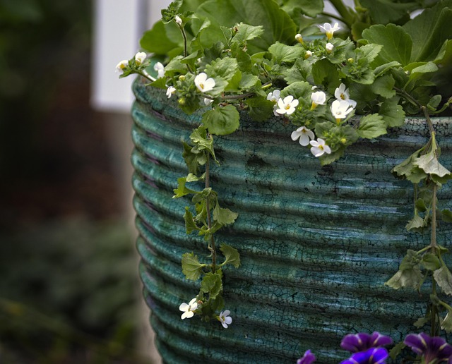 Bacopa: Naturens hjælp til en roligere sjæl og skarpere hukommelse